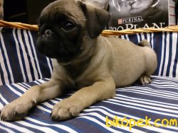 PUG MOPS YAVRULARI 2