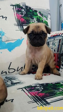PUG MOPS YAVRULARI 4