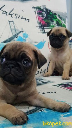 PUG MOPS YAVRULARI 1