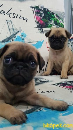 PUG MOPS YAVRULARI 2