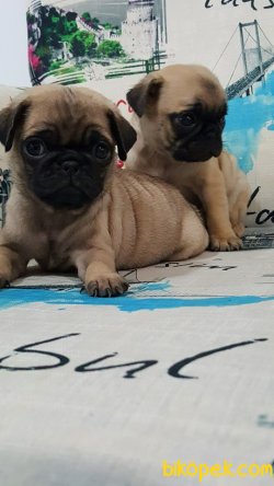 PUG MOPS YAVRULARI 4