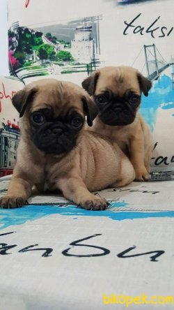 PUG MOPS YAVRULARI 3