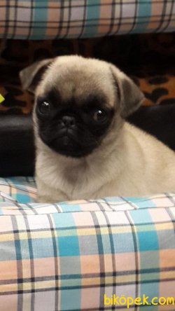 PUG MOPS YAVRULARI 1