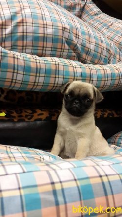 PUG MOPS YAVRULARI 4