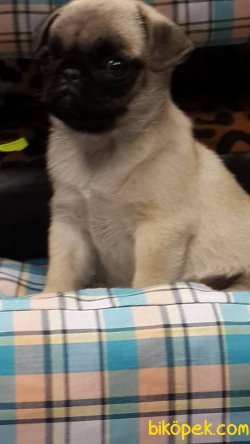 PUG MOPS YAVRULARI 3