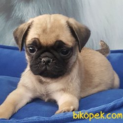 PUG MOPS YAVRULARI 1