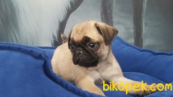 PUG MOPS YAVRULARI 4
