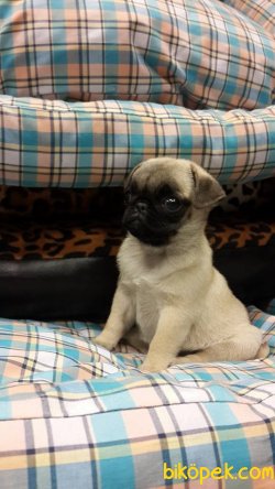 PUG MOPS YAVRULARI 4