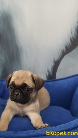 PUG MOPS YAVRULARI 3