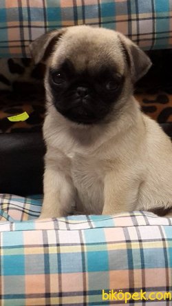 PUG MOPS YAVRULARI 1