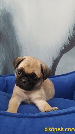 PUG MOPS YAVRULARI 3