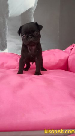 PUG MOPS YAVRULARI 4
