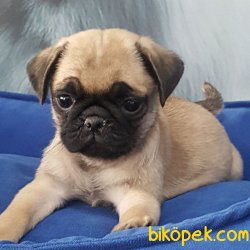 PUG MOPS YAVRULARI 1