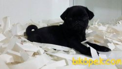 Pug (mops) Yavruları 5