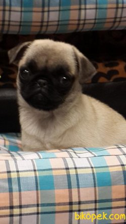 Pug (mops) Yavruları 1