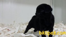 Pug (mops) Yavruları 3