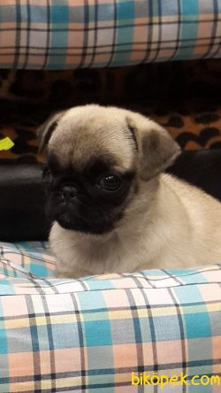 Pug (mops) Yavruları 2