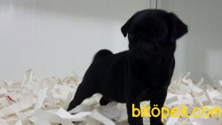 Pug (mops) Yavruları 4