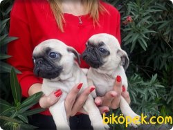 Pug Mops Yavrularımız 2
