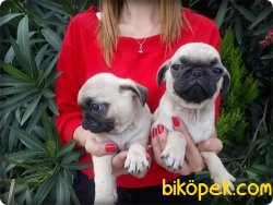 Pug Mops Yavrularımız 1