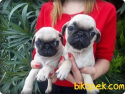 Pug Mops Yavrularımız 4