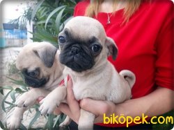 Pug Mops Yavrularımız 3