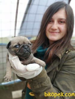 Pug Mops Yavrularımız Çiftliğimizden 3