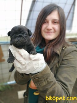 Pug Mops Yavrularımız Çiftliğimizden 4