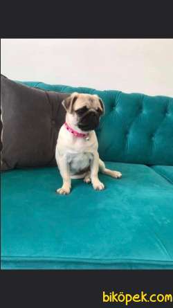 Pug Safkan Irk Cok Tatli 2