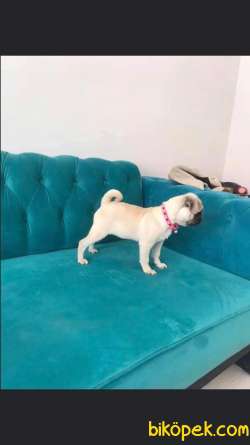 Pug Safkan Irk Cok Tatli 1