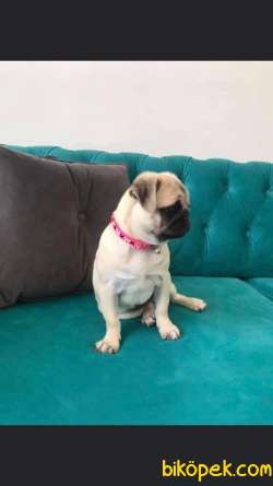 Pug Safkan Irk Cok Tatli 3