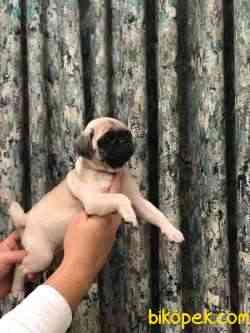 Pug Sahiplendirme 3