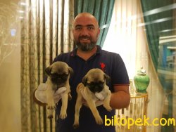 PUG YAVRU 4