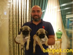 PUG YAVRU 1