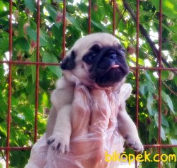 PUG YAVRULAR 5