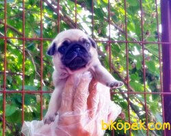 PUG YAVRULAR 2