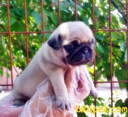 PUG YAVRULAR 1