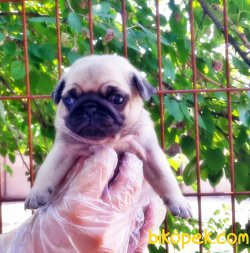 PUG YAVRULAR 4