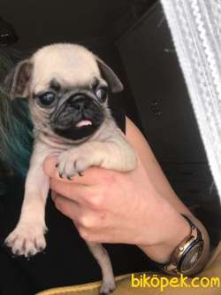PUG YAVRULAR 2