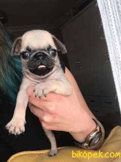 PUG YAVRULAR 3