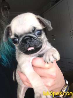 PUG YAVRULAR 1