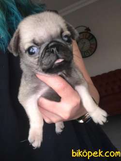 PUG YAVRULAR 2