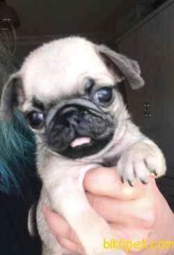 PUG YAVRULAR 1