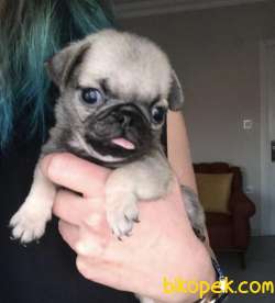 PUG YAVRULAR 3