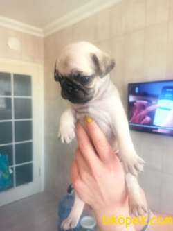PUG YAVRULAR 1
