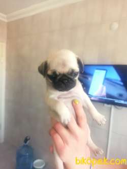 PUG YAVRULAR 1