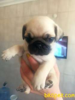 PUG YAVRULAR 2