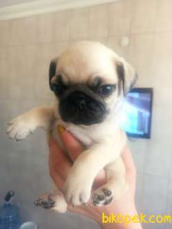 PUG YAVRULAR 3