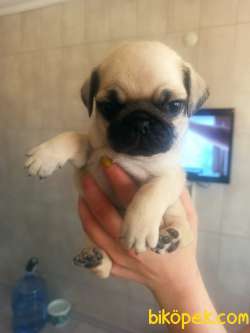 PUG YAVRULAR 3