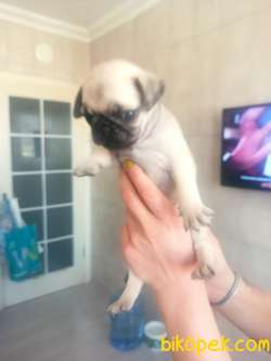PUG YAVRULAR 2